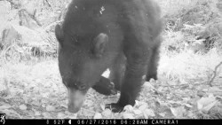 wildlifephotos2_w.jpg Photo: Sonia DeYoung