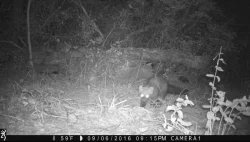 wildlifephotos3_A_w.jpg Photo: Sonia DeYoung