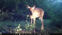 wildlifephotos3_w.jpg Photo: Sonia DeYoung