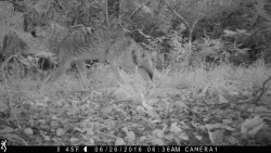 wildlifephotos4_w.jpg Photo: Sonia DeYoung