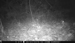 wildlifephotos6_w.jpg Photo: Sonia DeYoung