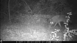 wildlifephotos7_A_w.jpg Photo: Sonia DeYoung