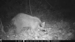 wildlifephotos7_w.jpg Photo: Sonia DeYoung