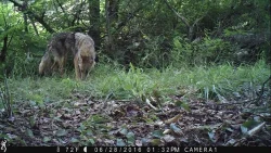 wildlifephotos8_A_w.jpg Photo: Sonia DeYoung