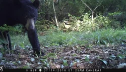 wildlifephotos8_w.jpg Photo: Sonia DeYoung