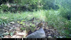 wildlifephotos9_w.jpg Photo: Sonia DeYoung