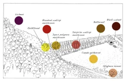yarn6.jpg Photo: Allaire Diamond, illustration