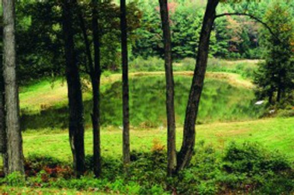 A Pond in the Woods