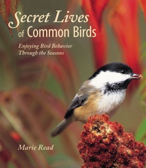 Secret Lives of Common Birds: Enjoying Bird Behavior Through the Seasons thumbnail