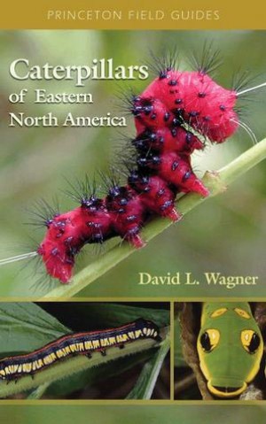 Caterpillars of Eastern North America thumbnail