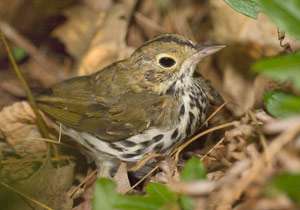 09AUT_AE641_Ovenbird.jpg