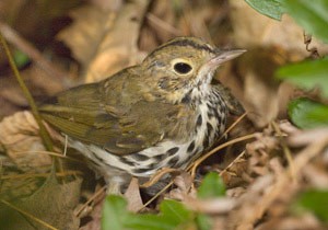 Birds in the Bush