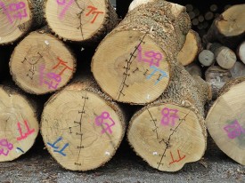 1---ash_logs.jpg thumbnail