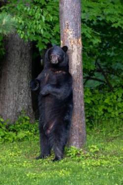 Backyard bear Photo: Jeff Dubis