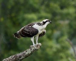 Juvenile osprey Photo: Ross Lanius