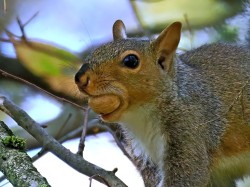 Gray squirrel Photo: Charlie Schwarz