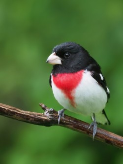 rose breasted grosbeak Photo: Charlie Schwarz