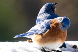 1-weatherbee-bluebird.jpg thumbnail