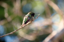 Ruby throated hummingbird Photo: Debra Clough