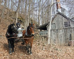 Sugaring operation Photo: Sheri Larsen