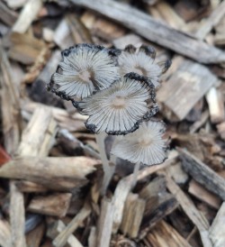 Mushroom Photo: Emily S. Rowe