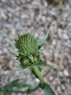 Rattlesnake master Photo: Emily S. Rowe