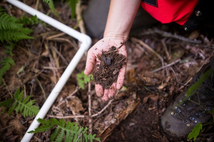 Forest soil