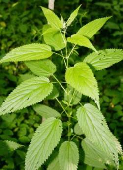 Stinging nettle Photo: Dave Spier