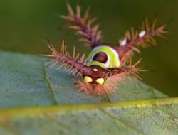 Saddleback caterpillar Photo: Christine Young