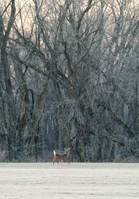 1000-Words-Buck-by-Roger-Irwin-web.jpg thumbnail