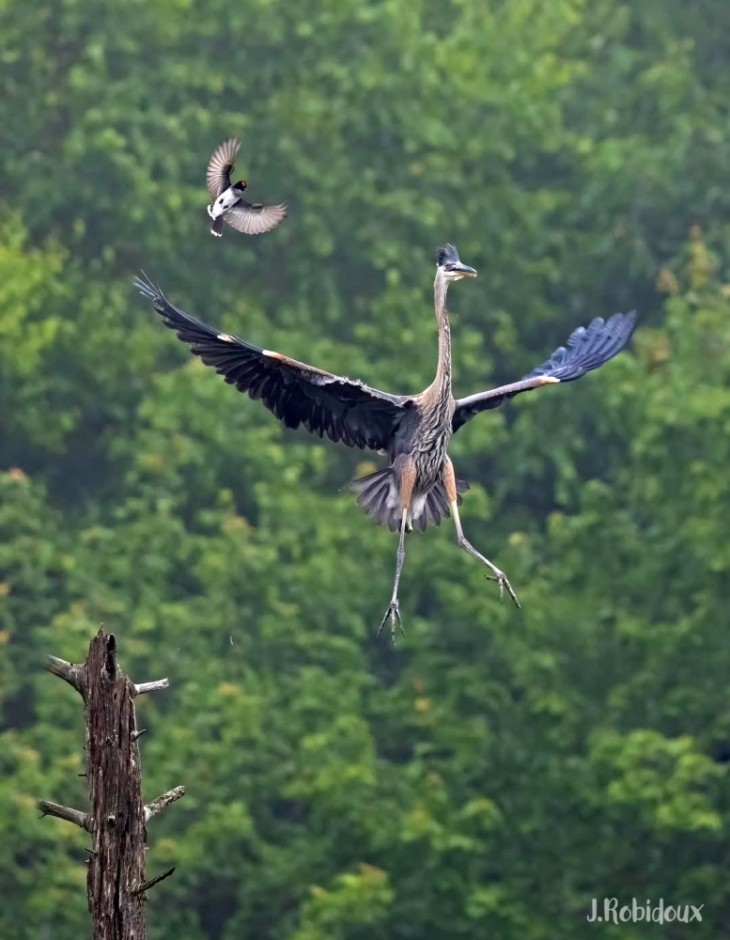 Heron