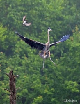 Heron thumbnail