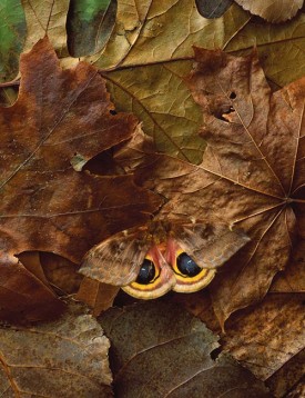 1000-words_spr11.jpg thumbnail