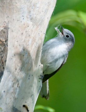 1000_words_sum10.jpg thumbnail