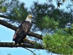 bald eagle Photo: Charlie Schwarz