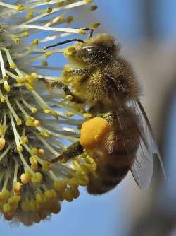 Honey bee Photo: Charlie Schwarz