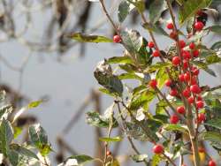 winter berries Photo: Kelly Stettner