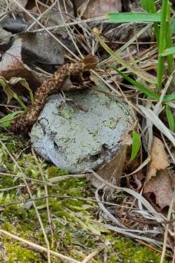 Tree frog Photo: Stephen Fox