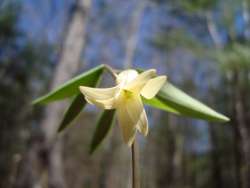 Wild oats Photo: Charlotte H.