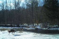 10_adirondack_deer_crossing.jpg