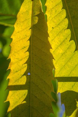 American Chestnut Leaves Photo: John Snell