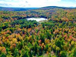 Forest landscape Photo: Deborah Avalone-King