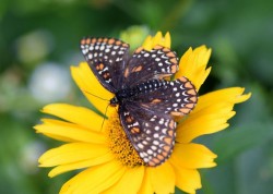 Baltimore Checkerspot Photo: Caroline Tricker