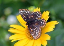 Baltimore Checkerspot Photo: Caroline Tricker