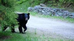 Black bear Photo: Amy Quist