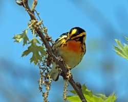 Blackburnian warbler Photo: Sheri Larsen