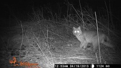 Lessons From Professor Bobcat Photo: Eric Aldrich