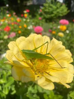 Katydid Photo: George Briggs