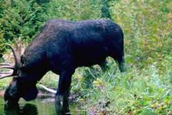 Bull Moose Photo: Chris Demers