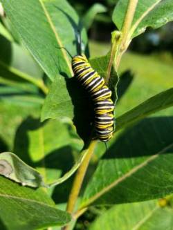 Butterfly garden Photo: Stephen Fox